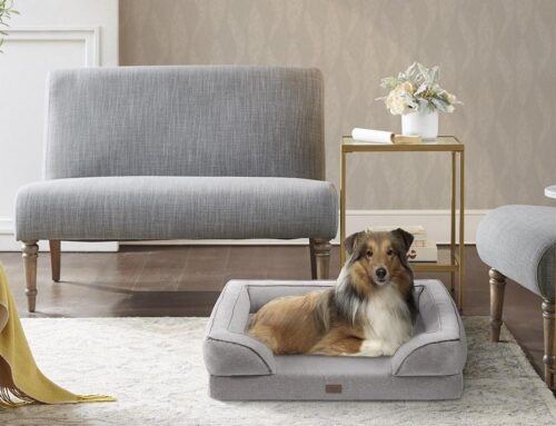 Pet Urine Odor: What Works and What Makes It Worse